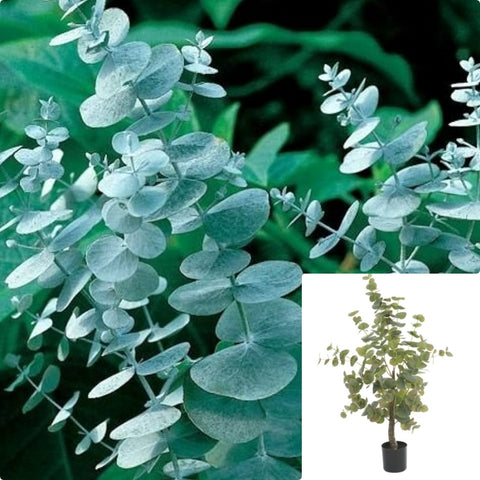 Eucalyptus Silver Dollar 5Gallon Plant Silver Dollar Eucalyptus Plant He Argyle Apple Plant Mealy Stringbark Plant Outdoor Live Plant Gr7