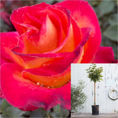 Rosa Tree Perfect Moment 5 Gallon Groundcover Rose Plant Flower Ourdoor Live Plant Gr7