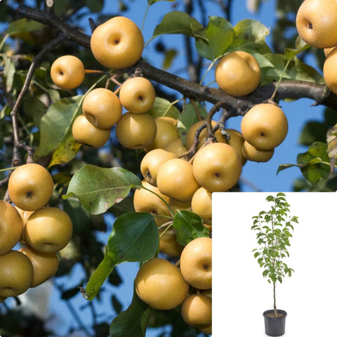 Fruit Tree Shinko Asian Pear 5Gallon Plant Shinko Asian Pear Plant Shinseiki Pears Plant Flower Live Plant Gr7