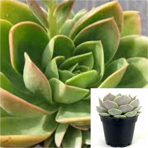 Echeveria Desert Jewel 1 Quart Plant Cat Claw Succulent Live Plant Mr7
