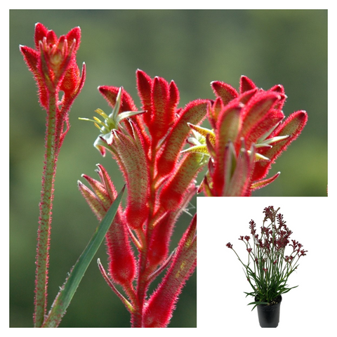 Anigozanthos Hybrid Bush Ballad 1 Gallon Plant Kangaroo Paw Plant Flower Live Plant Ho7