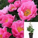 Peony Paula Fay 2 Gallon Plant Garden Pink Peonies Flower Live Plant Fr7