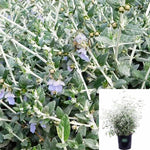 Teucrium Fruticans 5Gallon Tree Germander Plant Tree Germander Shrubby Germander Outdoor Live Plant Fgr7