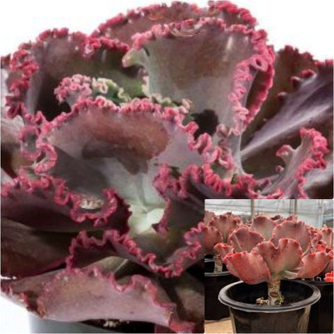 Echeveria Gibbiflora Coral Reef Red 1 Gallon Glaucous Echeveria Succulent Live Plant Ho7