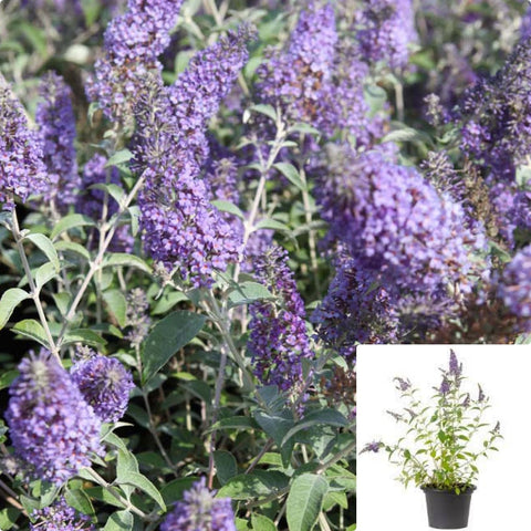 Buddleia Davidii Lochinch 5Gallon Plant Butterfly Bush Plant Lochinch Butterfly Bush Plant Summer Lilac Flower Live Plant Mr7