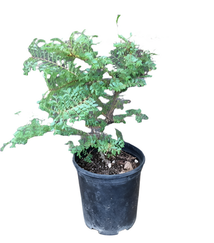 Ulmus Parv Seiju 5 Gallon Plant Chinese Elm Or Lacebark Plant Shrubs Live Plant Ho7