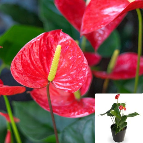 Anthurium Red Anthurium 6 Inches Pot Plant Anthurium Andraeanum Flamingo Live Plant Gift Plant n7