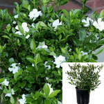 Gardenia Jasminoides Radicans 5 Gallon White Flower Miniature Live Plant Gr7