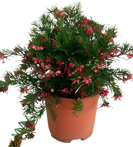 Grevillea Jade Mound 1Gallon Plant Low Form Grevillea Plant Spider Flower Plant Silky Oak Plant Evergreen Shrub Live Plant Gr7