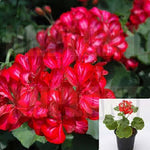10 Cuttingsgeranium Ivy Red Pelargonium Peltatum Plant Flower Live Plant Not Rooted