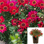 Argyranthemum Red 1 Gallon Marguerite Daisy Plant Federation Daisy Outdoor Live Plant Gr7