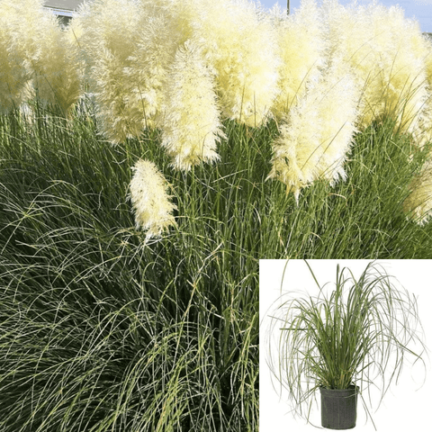 Cortaderia Sell Pumila Sterile 1Gallon Uruguayan Pampas Grass Live Plant Outdoor Onsale Ho7