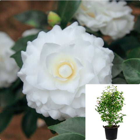 Camellia Ragland Supreme 3 Gallon Plant Flower Live Plant Ho7