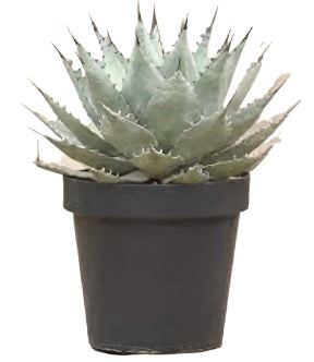 Agave Parryi Plant Parry Agave 2Gallon Live Plant Blue Frost Agave Plant Mr7