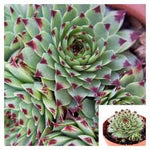 3 Cuttings Sempervivum Rossy Succulent Houses rossy rose Succulent ground covering Plant Not Rooted