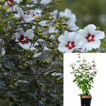 Hibiscus Syr Helene Standard Tree 5Gallon Plant Rose Of Sharon Plant Althea Plant Hibiscus Plant Live Plant Gr7