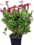 Salvia Furmans Red 5Gallon Salvia Greggii Furman Red Autumn Sage 5Gallon Furmans Red Texas Sage Live Plant Gr7