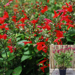 Salvia Furmans Red 5Gallon Salvia Greggii Furman Red Autumn Sage 5Gallon Furmans Red Texas Sage Live Plant Gr7