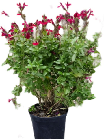 Salvia Furmans Red 5Gallon Salvia Greggii Furman Red Autumn Sage 5Gallon Furmans Red Texas Sage Live Plant Gr7