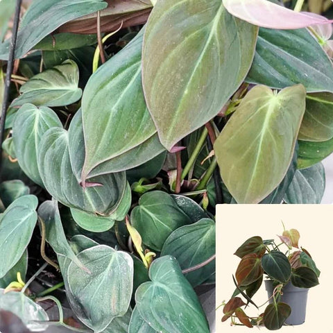 Philodendron 6Inches Plant Philodendron Micans Plant House Plant Large Micans Philodendron Vinelive Heartleaf Philodendr