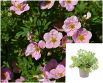 Potentilla Fruticosa Pink Beauty 5 Gallon Plant Shrubby Cinquefoil Palnt Shrubs Live Plant Ho7