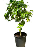 Citrus Grapefruit Oroblanco Standard Tree 2 Gallon Plant Sweetie Orange Grapefruit Live Plant Fr7
