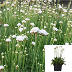 Armeria Maritima Alba 1 Gallon White Plant Sea Thrift Live Plant Mr7