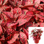Polka Red Polka Plant Hypoestes Phyllostachya 6Inches Pot Live Plant Ht7 Best