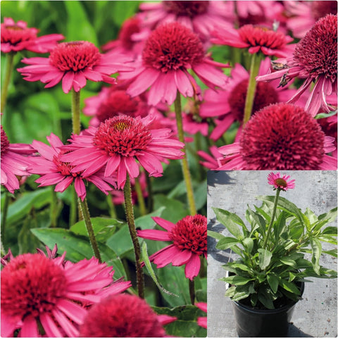 Echinacea Delicious Candy 1 Gallon Plant Coneflower Plant Echinacea Flower Gr7