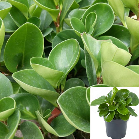 Baby Rubber 6Inches Pot Plant Peperomia Obtusifolia Baby Rubberplant Pepper Face Indo Live Plant Mr7Ht7 Best