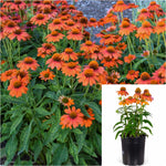 Echinacea Sombrero Fiesta Oran 1 Gallon Orange Plant Coneflower Echinac Live Plant Outdoor Flower Gr7