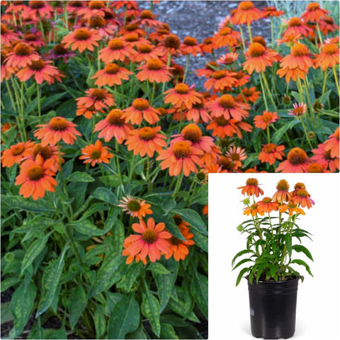 Echinacea Sombrero Fiesta Oran 1 Gallon Orange Plant Coneflower Echinac Live Plant Outdoor Flower Gr7