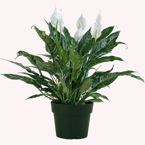 Spathiphyllum Domino 1 Gallon Plant Peace Lily 16Inches - 24Inches Houseplant Live Plant Ht7