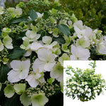 Hydrangea Fairytrail Bride 2Gallon Plant Hydrangea Plant Holly Plant Rose Plant Flower Live Plant Gr7