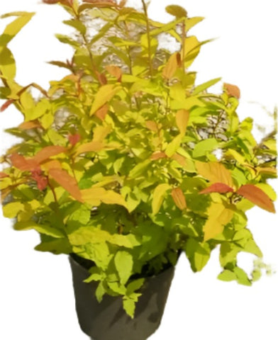 Spiraea Bumalda Goldflame 5Gallon Plant Japanese Spirea Plant Goldflame Spirea Plant Outdoor Shrub Live Plant Ho7