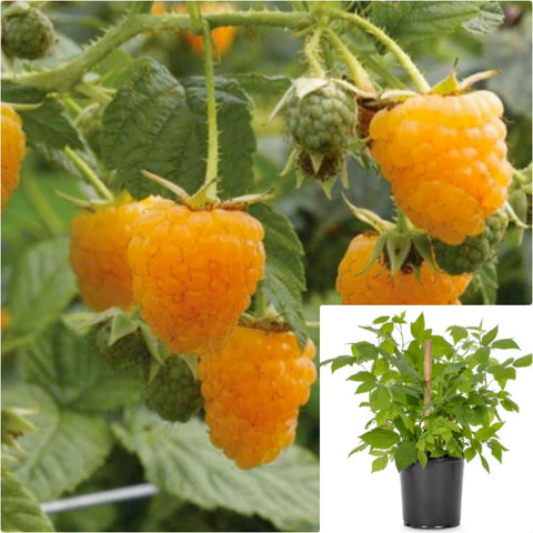 Raspberry Fall Gold 2 Gallon Plant Rubus Idaeus Canby Dewberry Fruit Tree Live Plant Fr7