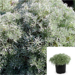 Artemisia Powis Castle 1 Gallon Artemisia Arborescens Wormwood Rtemisia Outdoor Live Plant