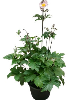 Anemone September Charm 1Gallon Japanese Anemone Plant Flower Live Plant Ho7