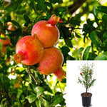 Pomegranate Punica Wonderful Patio Tree 5Gallon Plant Pomegranate Plant Punica Granatum Plant Outdoor Fruit Tree Live Plant Fr7