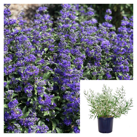 Caryopteris Blue Mist 5 Gallon Plant Dark Knight Spirea Palnt Shrubs Live Plant Ho7