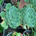 Hen Chicks Echeveria Imbricata Blur Jade Live Plant Succulent Drought Tolerant Plant 1 Gallon Ht7