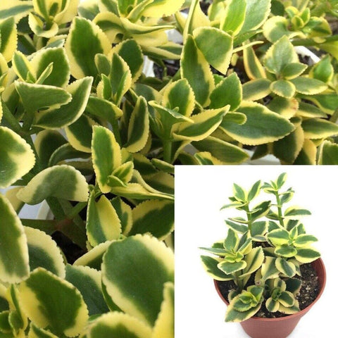 Crassula Sarmentosa 4 inches Pot Showy Trailing Jade succulent Variega –  NNplant