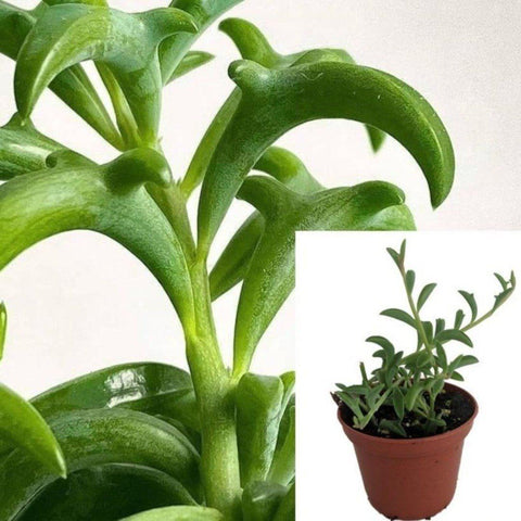 dolphin hanging plant String Of Dolphins Plant 4 inches Pot Hanging Succulent Dolphin Live P –  NNplant