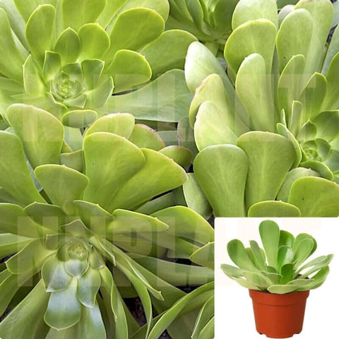 rose succulent live plant Aeonium Green rose Bay Agavaceae Succulent 4 inches Live Plant – NNplant