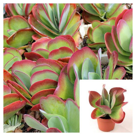 red paddle succulent Kalanchoe Thyrsiflora 4 inches Paddle Flapjacks red edge succulent Liv – NNplant