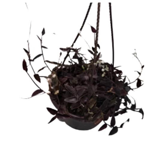 Tradescantia Black 4 inches Plant Jew Jose Puig Rare Live Plant