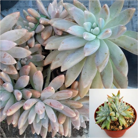 rose succulent live plant Dudleya greenei Rose succulent 4 inches Plant Greenes liveforever Pot Live Plant