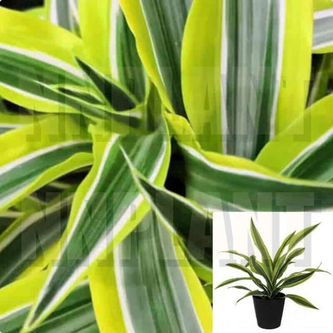 Dracaena Lemon Lime 1 Gallon Pot Plant Striped Dracaena Live Plant Ht7 –  NNplant