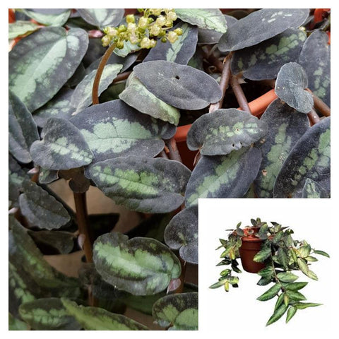 watermelon vine house plant Pellionia Repens 6 inches Watermelon Vine Hanging Live plant Ht7 – NNplant