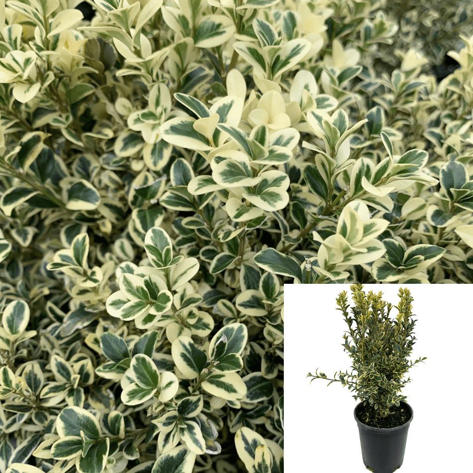 Buxus Sempervirens Variegated 1 Gallon Boxwood Live Plant Gr7Ht7 – NNplant